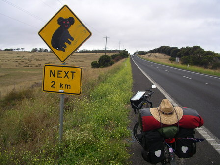 30.01.2007 - Attention koalas !