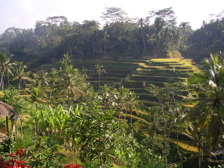 27.11.2006 - En direction de Penelokan, Bali.