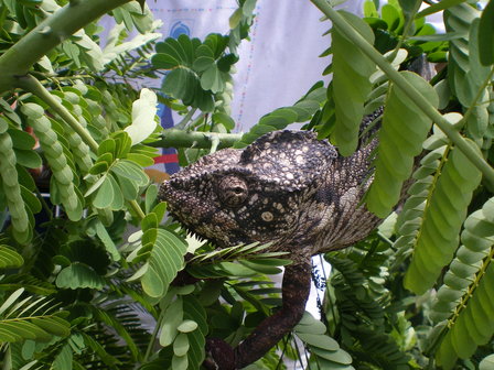 IMGP0137.jpg